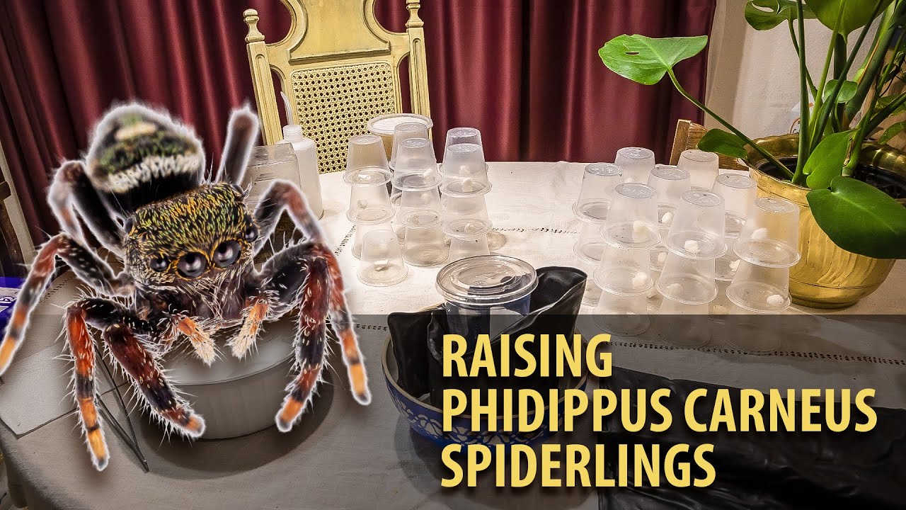 Raising Phidippus Carneus Spiderlings