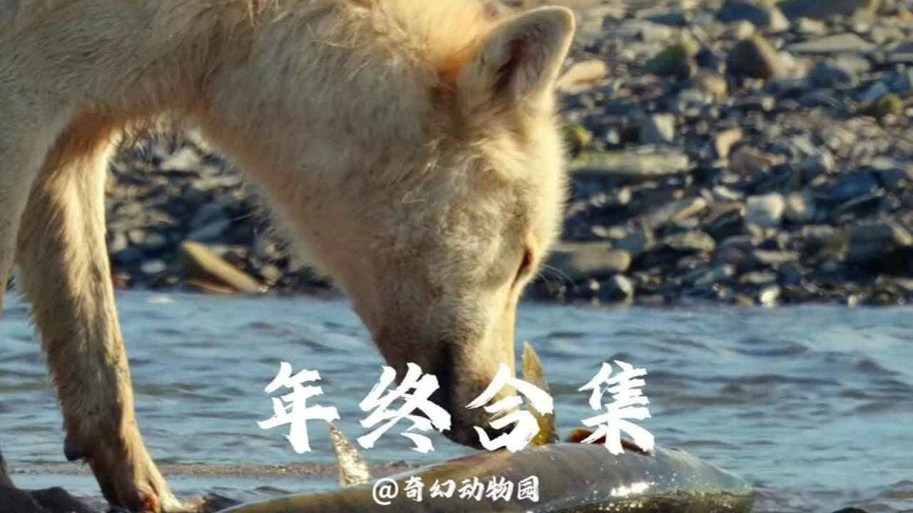 你一定要看看！2023最搞笑的動物視頻全收羅在這里！年底必看！ #动物世界 #动物解说 #科普 #纪录片 #搞笑