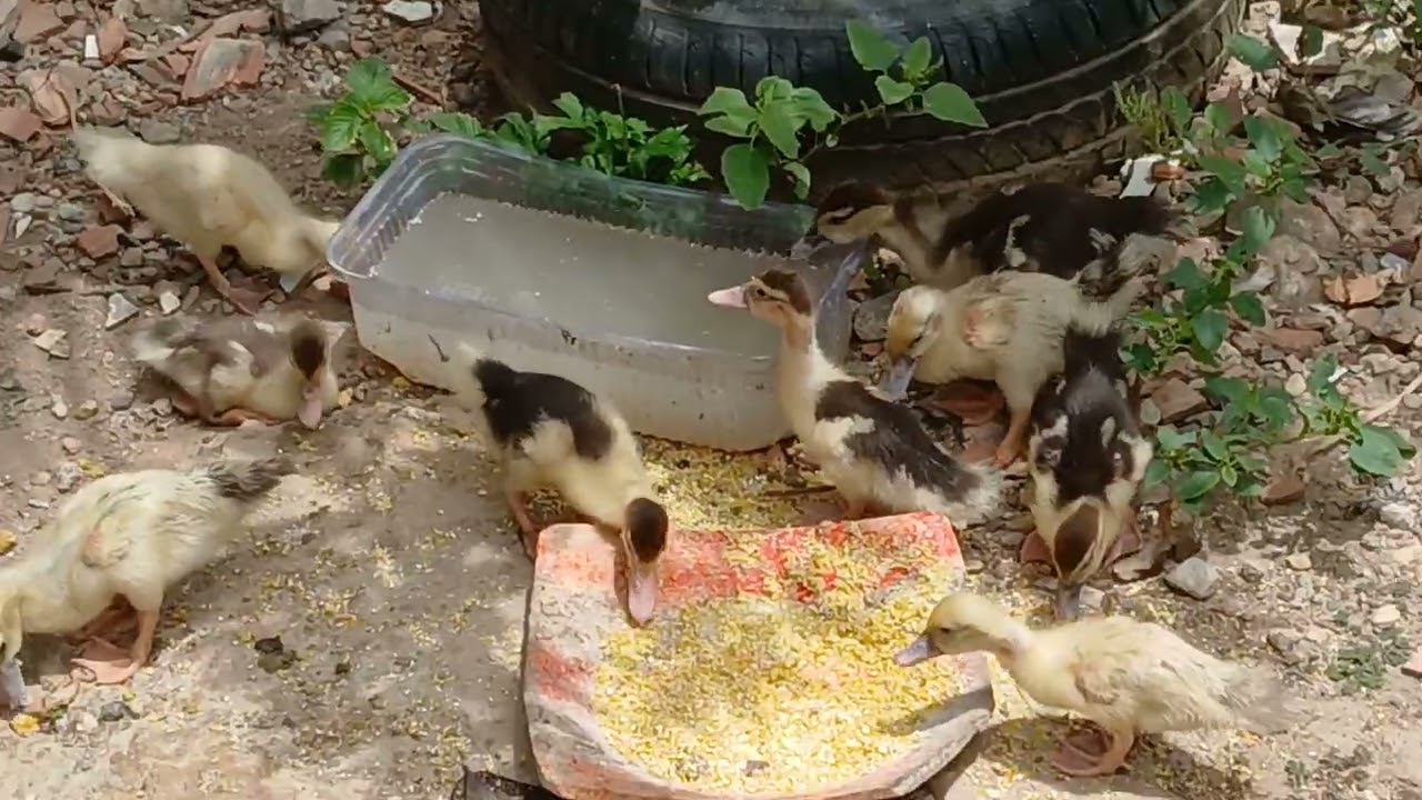 Galinhas chocando na criação. #aves #Galinhas #patos #marreco #filhotes 