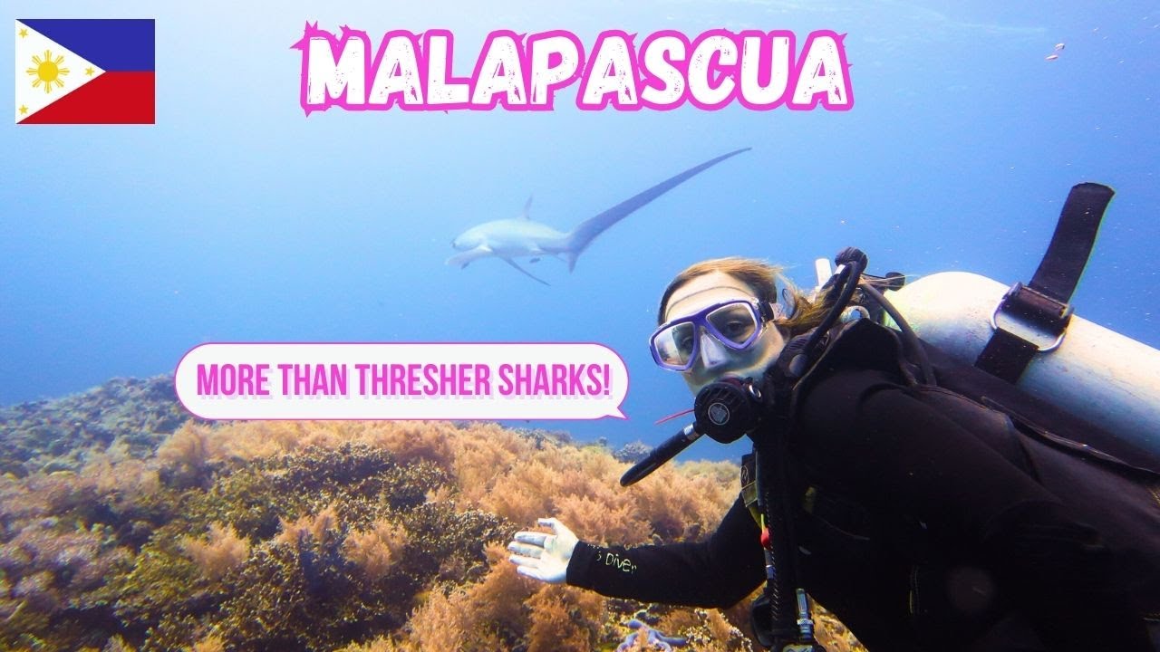 Best Scuba Diving in the Philippines?! Southeast Asia vlog 61