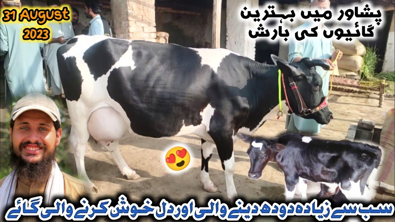 Milk Cow Mandi Peshawar 2023 | Sarband Cow Mandi Peshawar Updates 2024 | Izhar Ali Shah vlogs