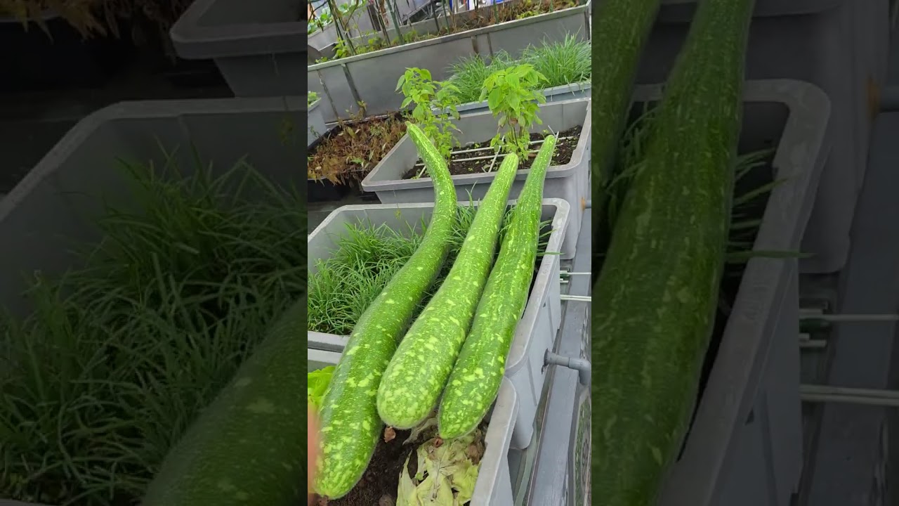 Trồng rau sạch là sự chăm chỉ không phụ thuộc vào thời tiết các bạn ạ
