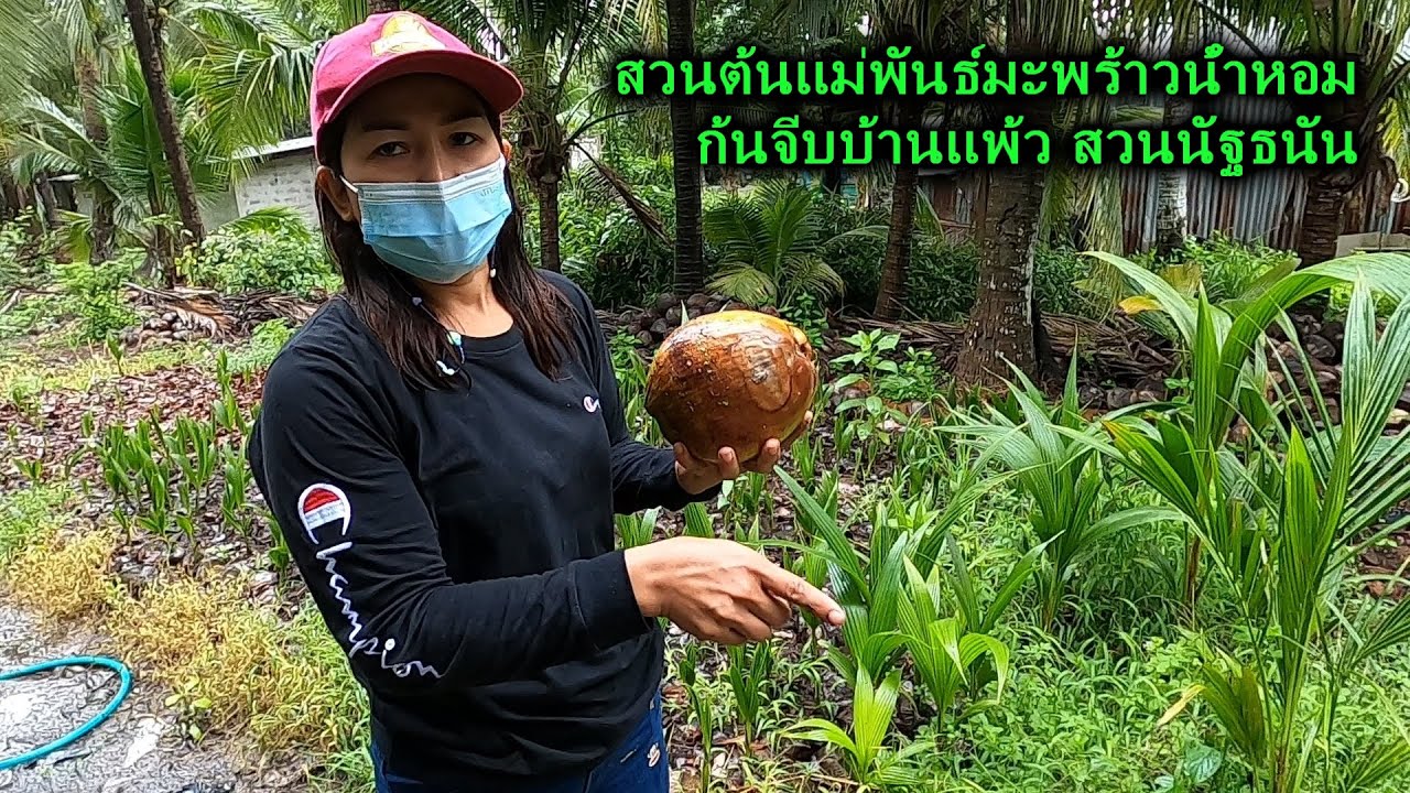 แนะนำ#สวนต้นแม่พันธุ์มะพร้าวน้ำหอมพันธุ์เตี้ยก้นจีบบ้านแพ้ว#แนะนำการปลูกมะพร้าวน้ำหอม สวนนัฐธนัน