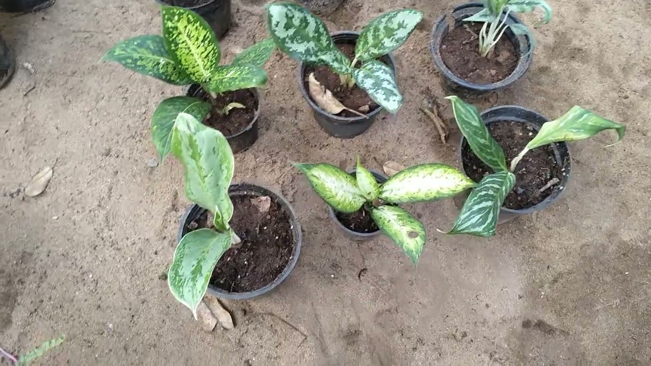 New plants sale video 
