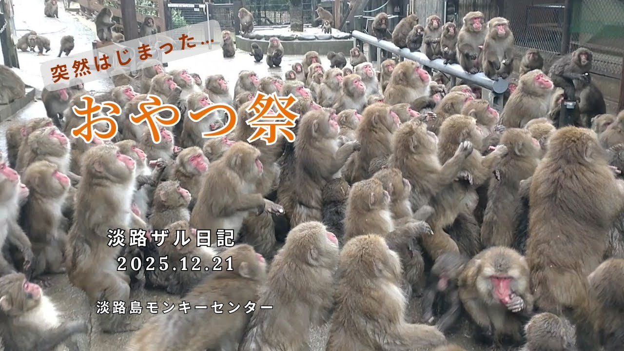 突然はじまった☔雨の日のごちそう時間🍊淡路ザル日記🍠2025.12.21【淡路島モンキーセンター】