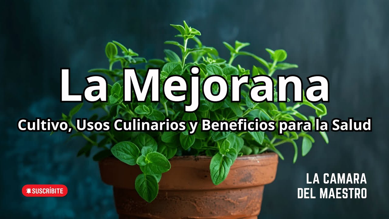 &iexcl;Secretos de la Mejorana! Cultivo, Usos Culinarios y Beneficios para la Salud