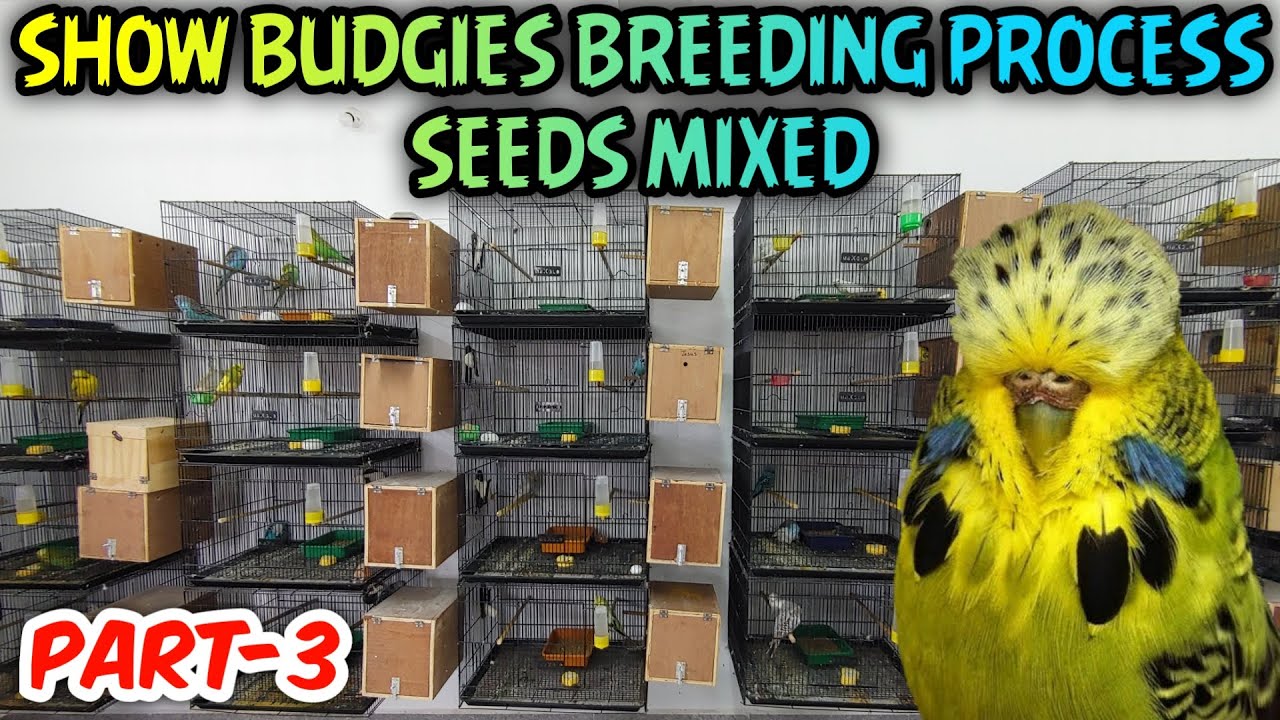 Show Quality Budgies Breeding Process & Food Seeds Mixed | Part-3 | தமிழில் | Fancy Birds Chennai