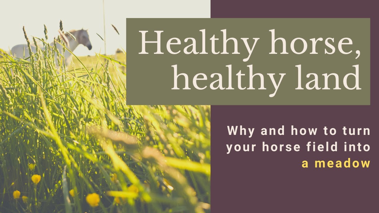 PFLA Webinar  - Tall Grass Grazing for Horses