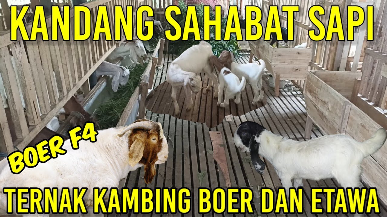 Sahabat Sapi Ternak Kambing Boer dan Kambing Etawa | Kambing Boer apapun dimakan