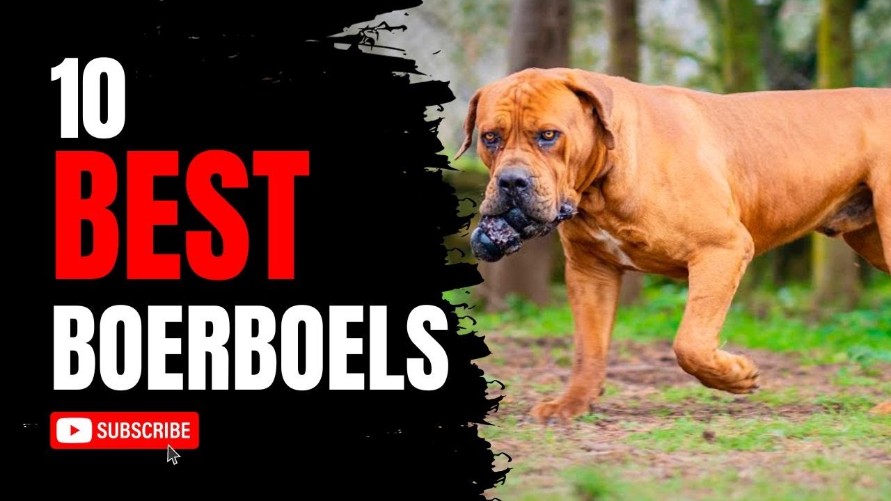 The BEST Boerboel Males | True Elite Boerboels