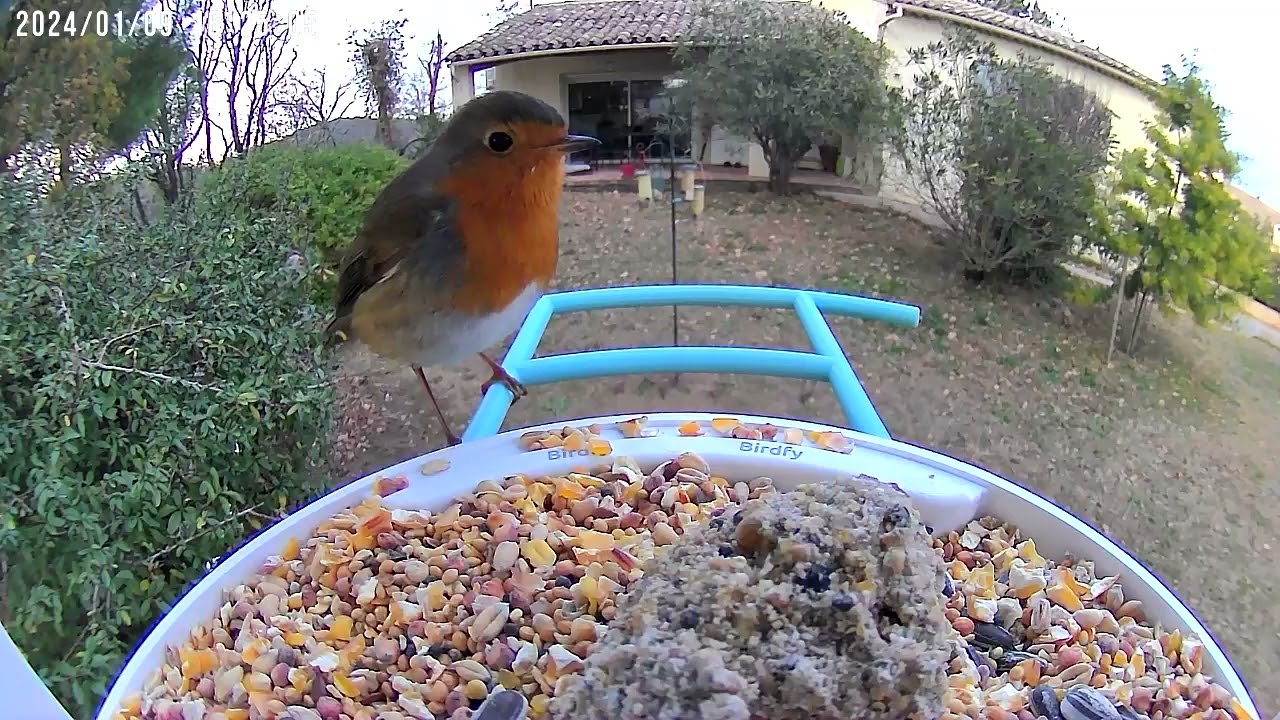 Rouge gorge Gardois - European Robin - Birdfy