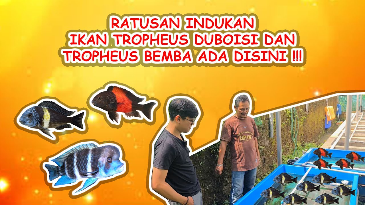 KITA INTIP YUK INDUKAN TROPHEUS DUBOISI DAN BEMBA DI FARM PA DONI !! SEKARANG SUDAH SEBANYAK INI !!!