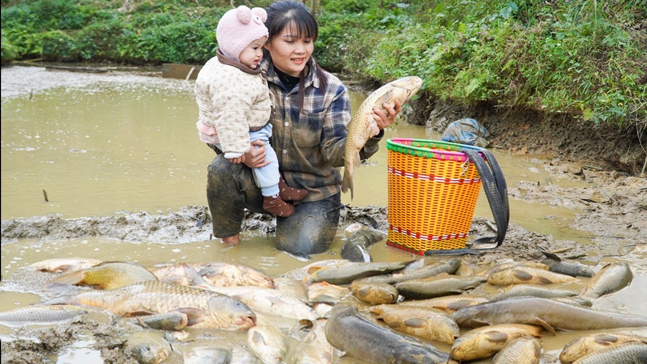 Trapping fish  Catching fish , harvesting the huge fish pond to sell at the market with my daughte