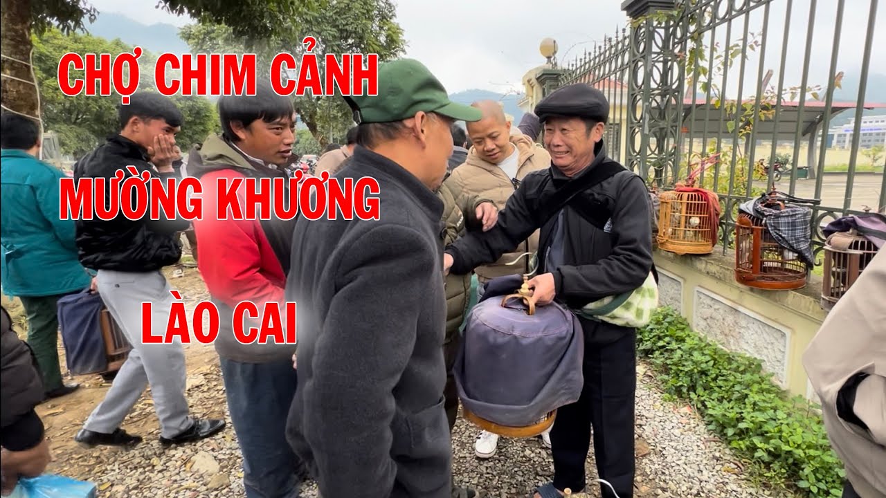 Mời anh em thăm quan chợ chim Mường Khương, Lào Cai rất nhiều chim đẹp | Hoạt Họa Mi