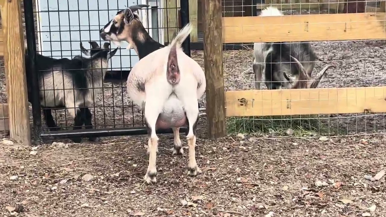 En la dulce espera ❤️🐐❤️🐐