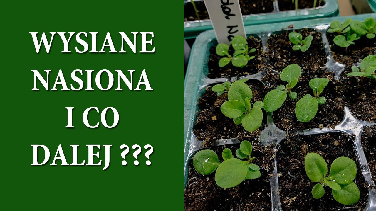 Sukces w kiełkowaniu nasion / Jak pielęgnować oraz prawidłowo podlewać i nawozić rozsadę MrsGarden