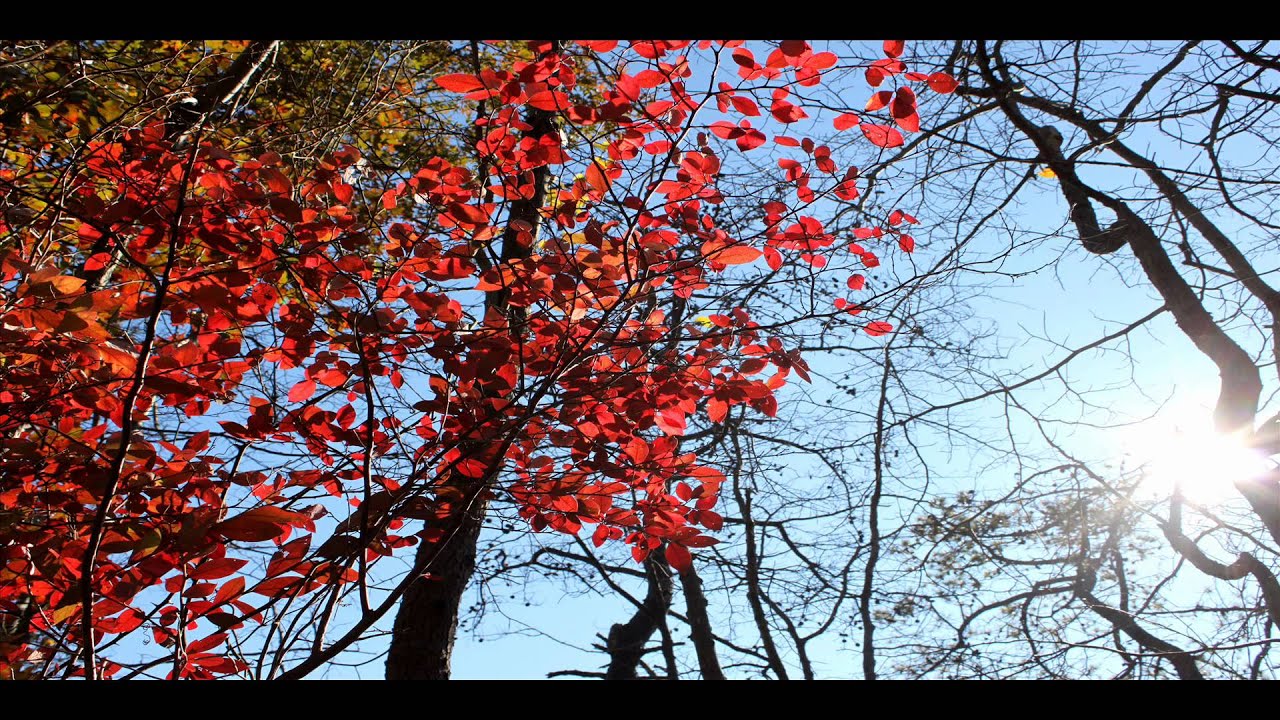 Guided Meditation with Gil Fronsdal