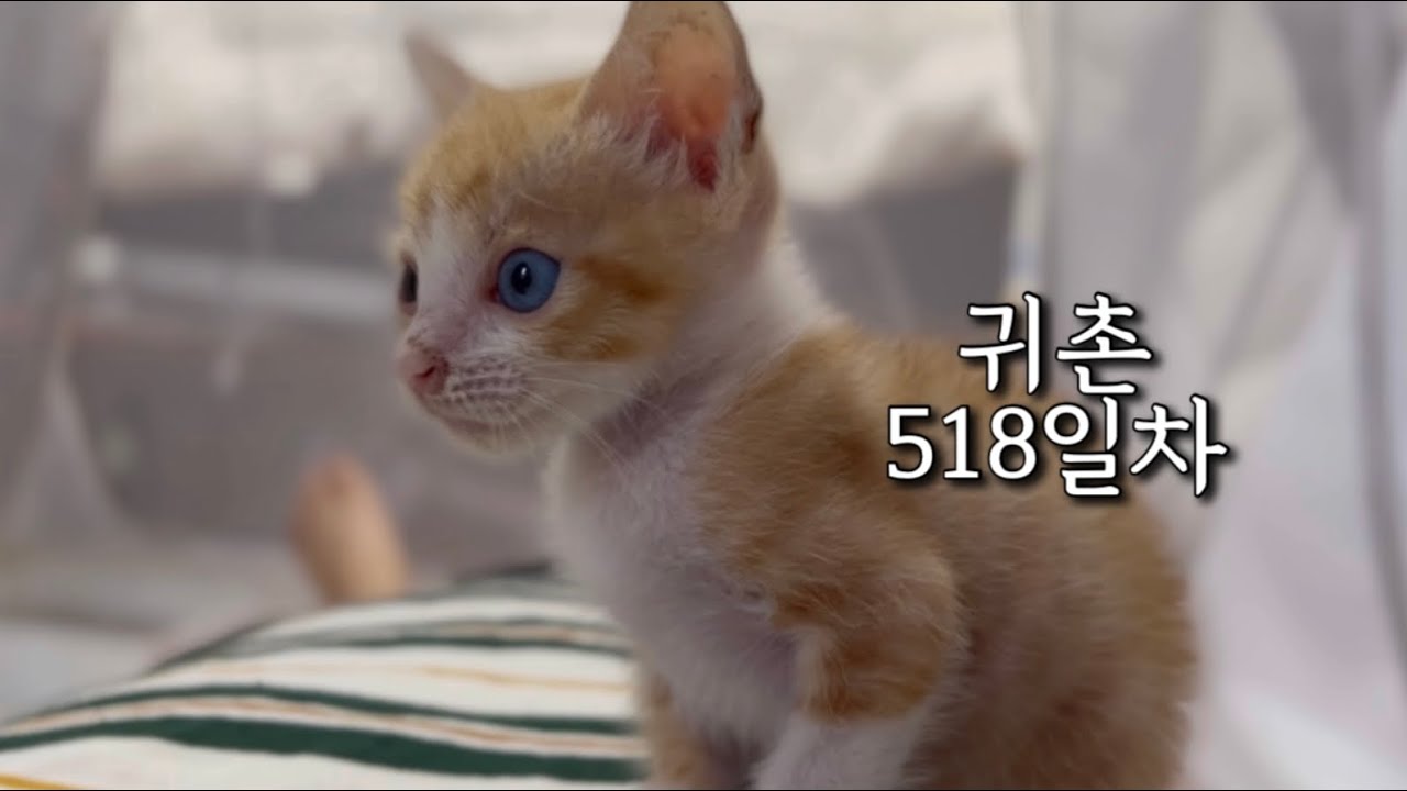 냥줍한 새끼고양이는 텃밭의 오이 같아요 (돌아서면 자라 있음) 😆