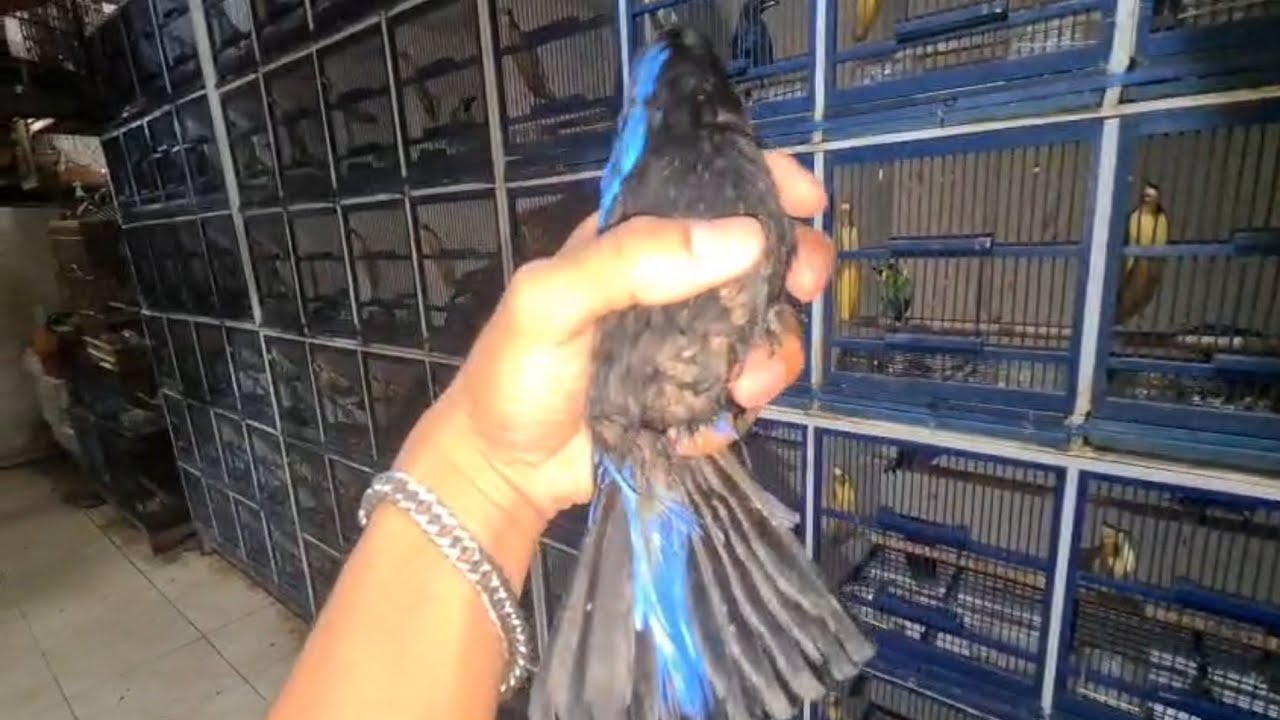 BURUNG CUCAK BIRU, SIAP OTW