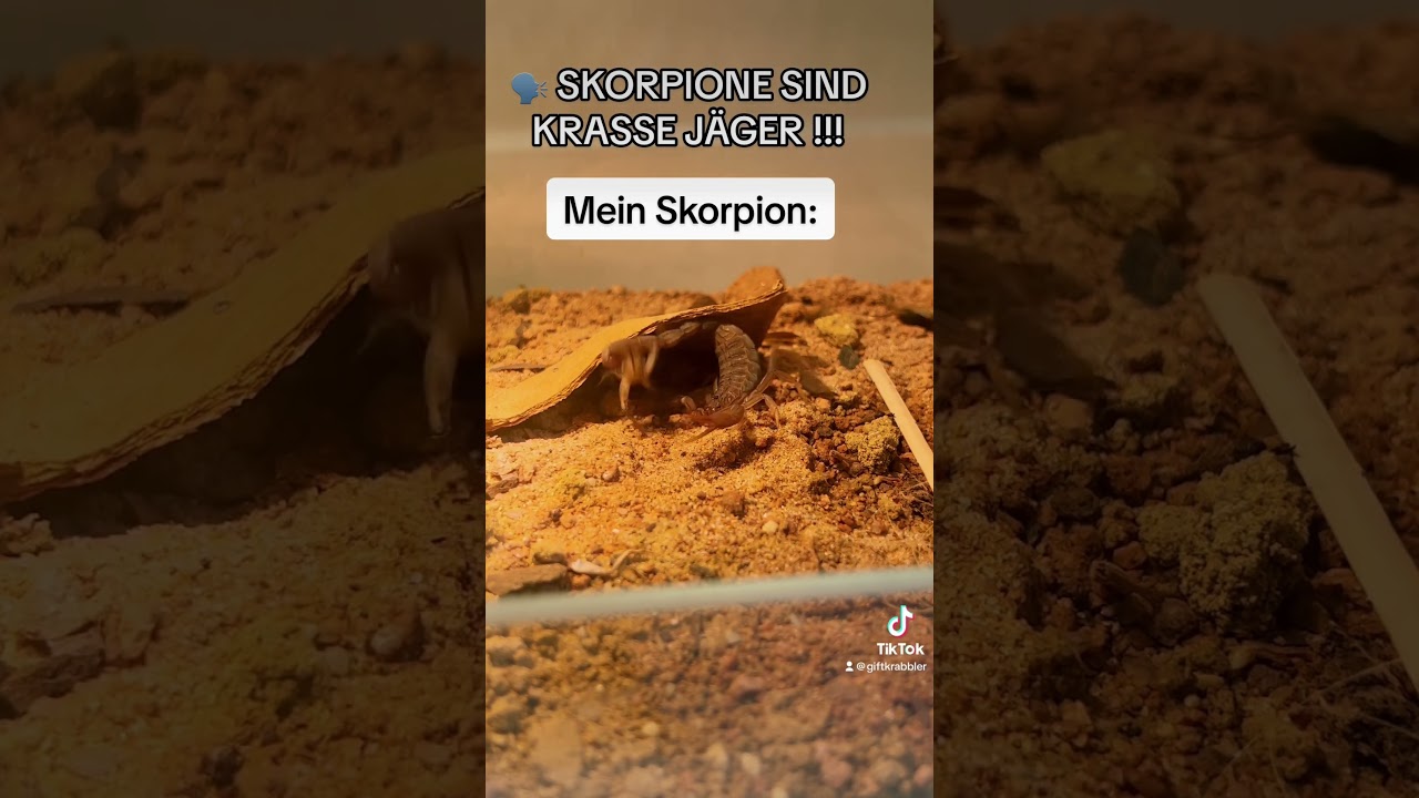MY SCORP IS BROKEN🙄#venomous #buthidae #arachnids #scorpion #hottentotta #feeding #arid #fail #omg