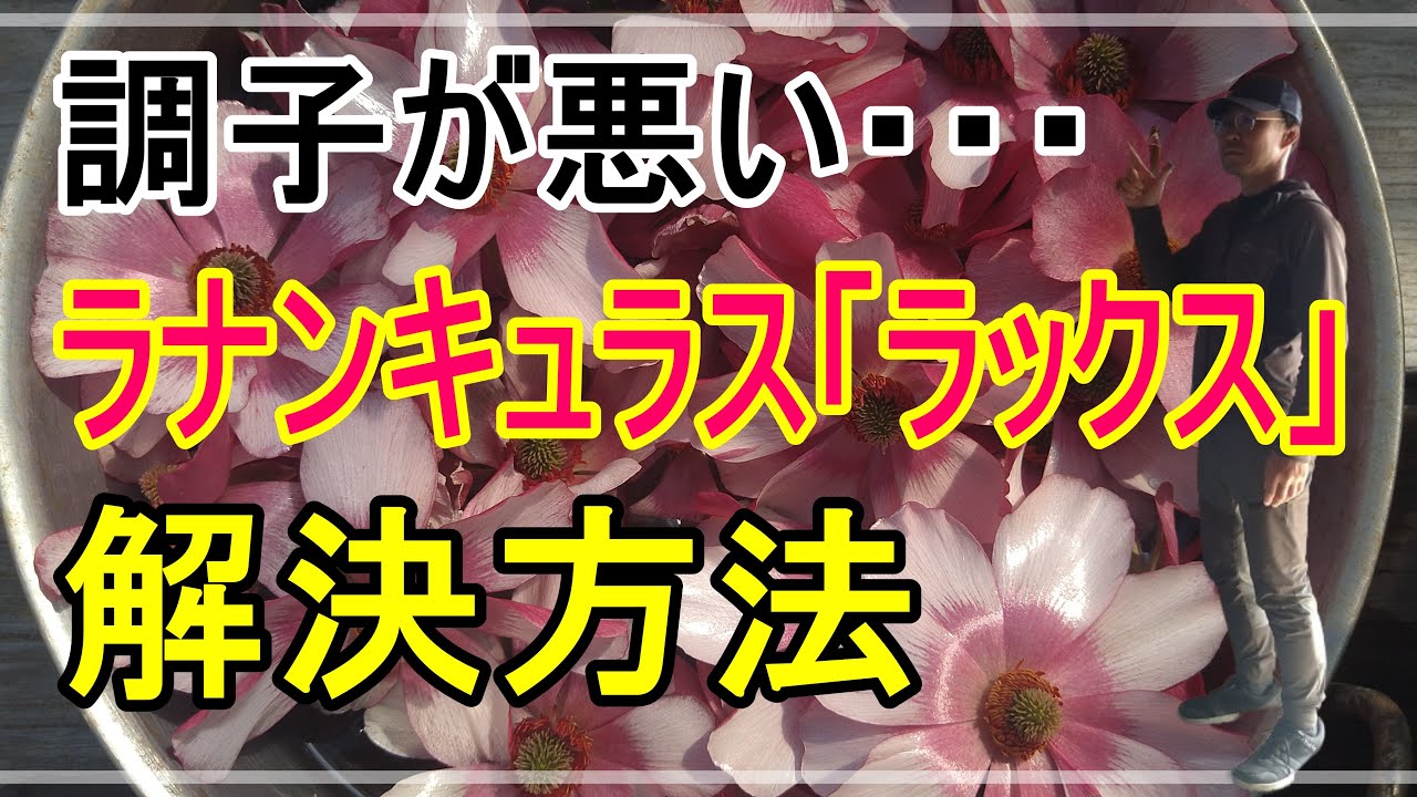 [ガーデニング] ラナンキュラス「ラックス」の育て方～調子が悪い時の解決方法～「プロガーデナーが一年かけてお届けするラナンキュラス「ラックス」の育て方」