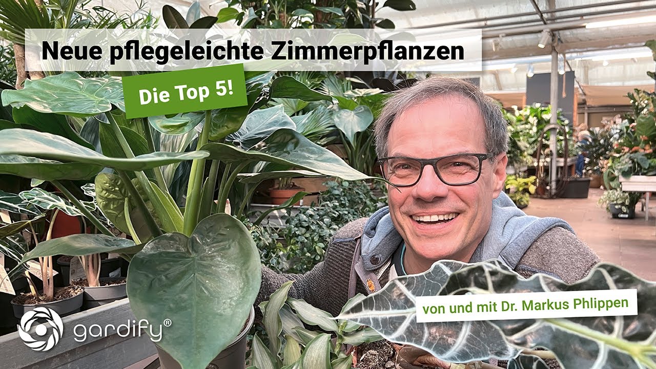 Top 5 – Pflegeleichte Zimmerpflanzen für zuhause | gardify Tipps