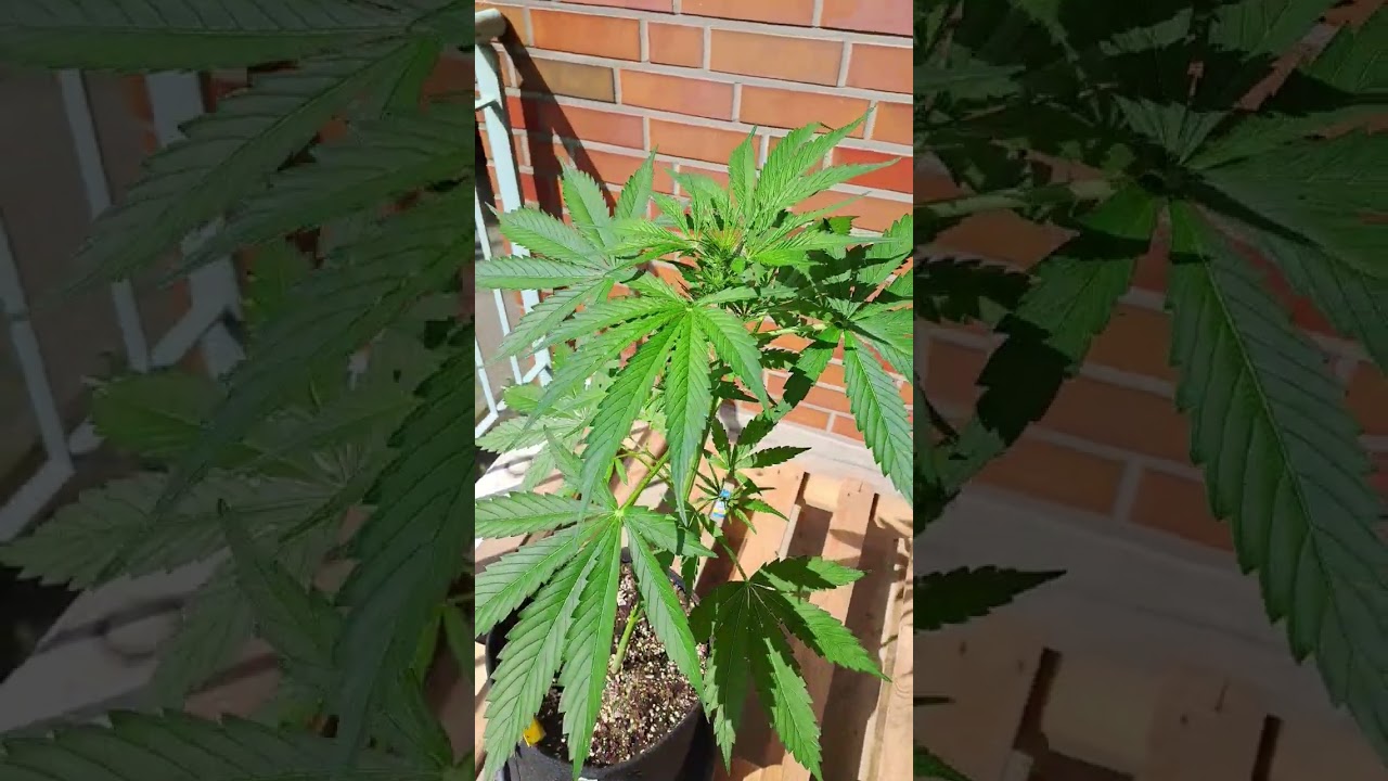 Pineapple Kush Cake Auto