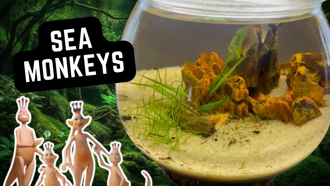 🧜🏻&zwj;♂️ Hatching Sea Monkeys in My EcoSphere Bowl Aquarium