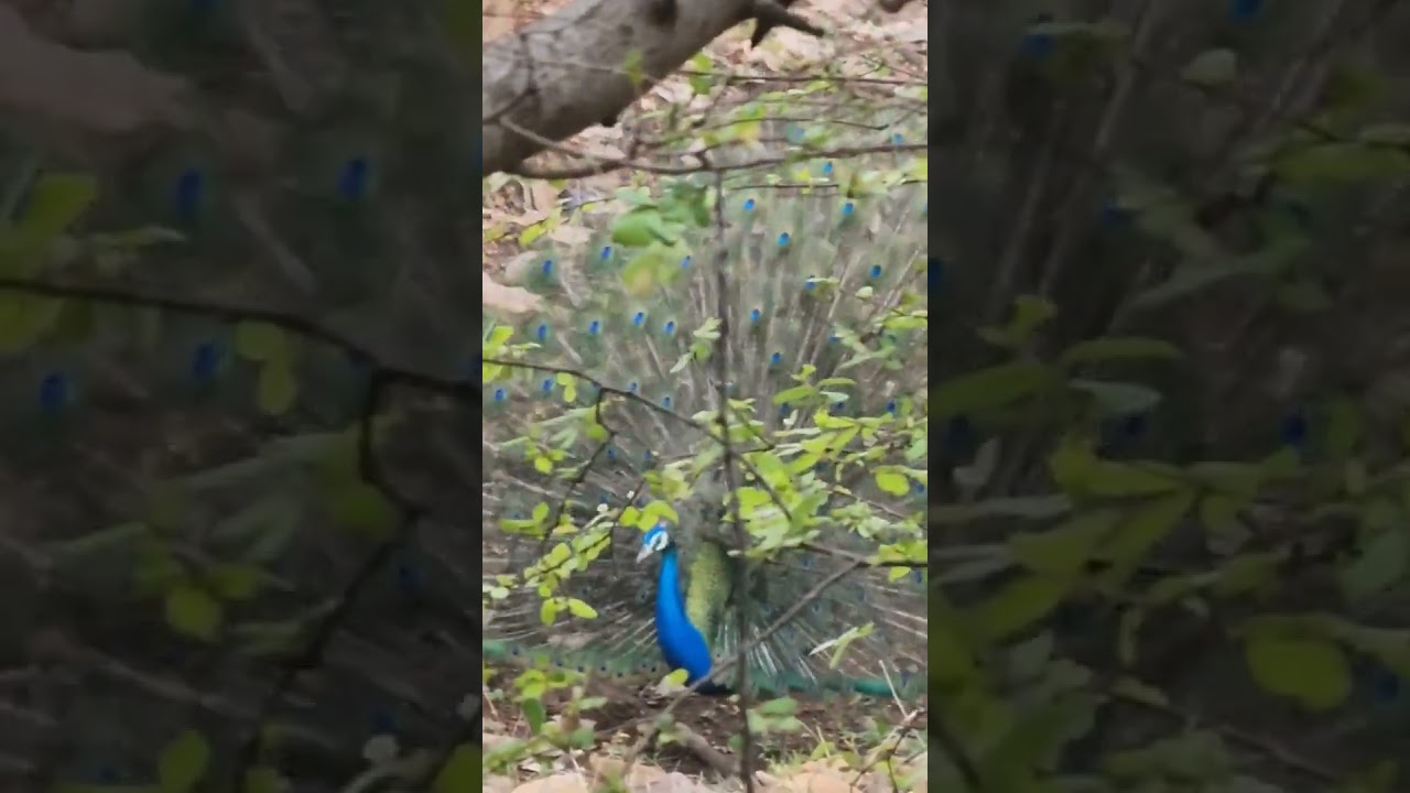 Jungle safari mor nacha #shorts #youtubeshorts #short #viral #2023 #song #safari #fun #peacock #vibe