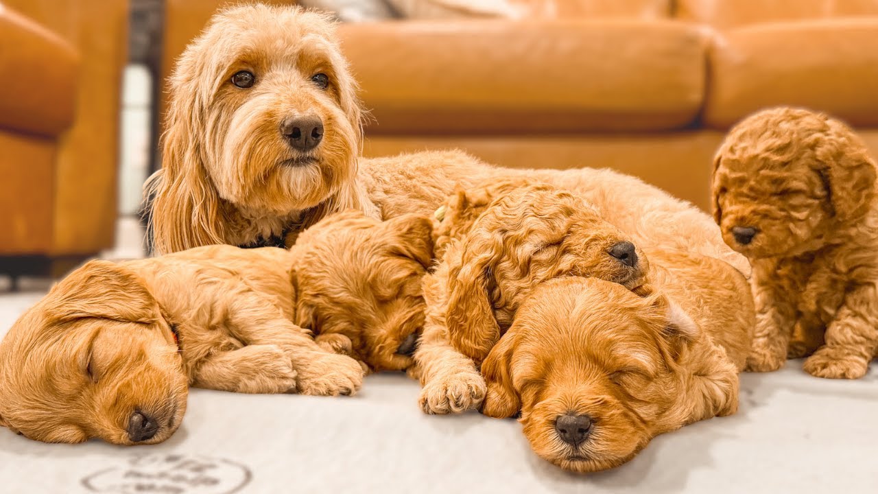Goldendoodle Mom’s Last Day with Her Puppies