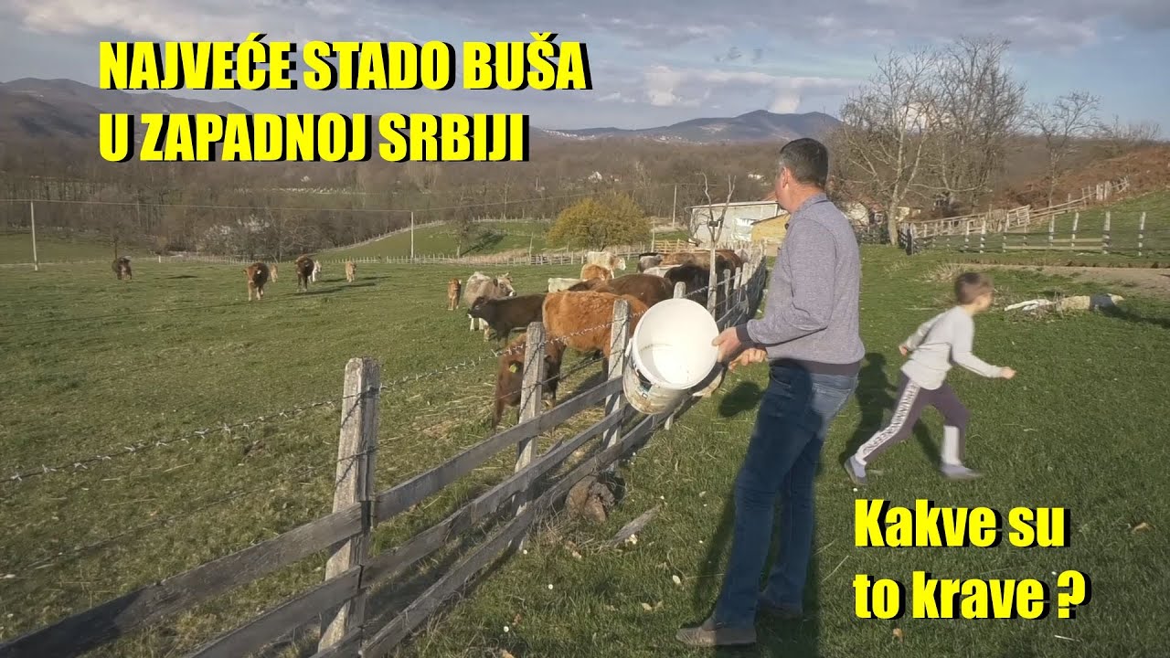 KRAVA KOJA UBIJA ŠAKALE - stara rasa - BUŠA -starija od crkava i džamija  evo kako izgleda uzgoj ...