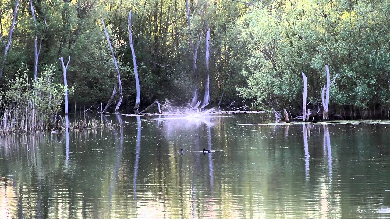 Dave Lane Carp Blog - As the weather warms up, Laney bags one of the St Ives 