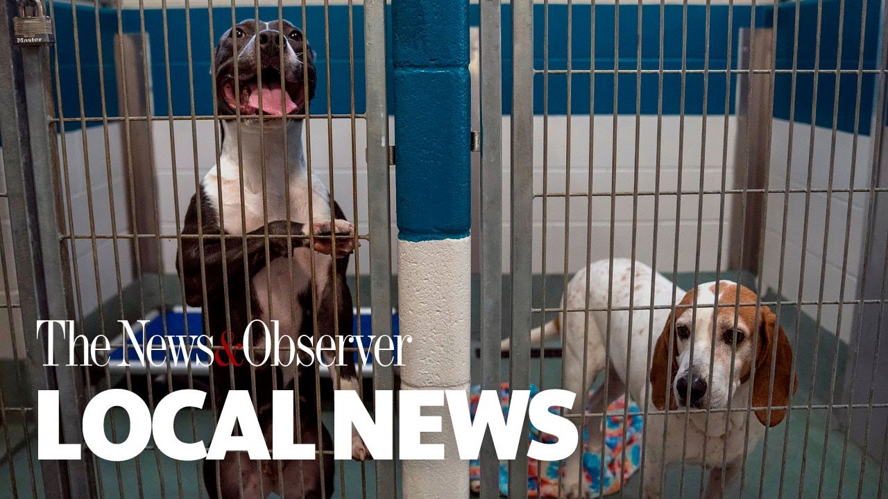 Wake County Animal Center runs low on dog kennels, pleas for adoptions
