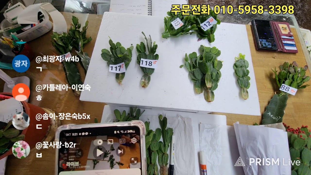 공주농원 수입게발 다육식물 라이브 방송