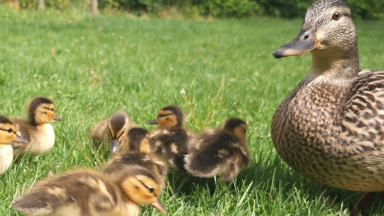 Baby Ducklings Foraging With Mama Duck