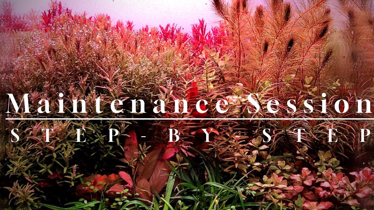 Aquarium Maintenance | Step-by-Step