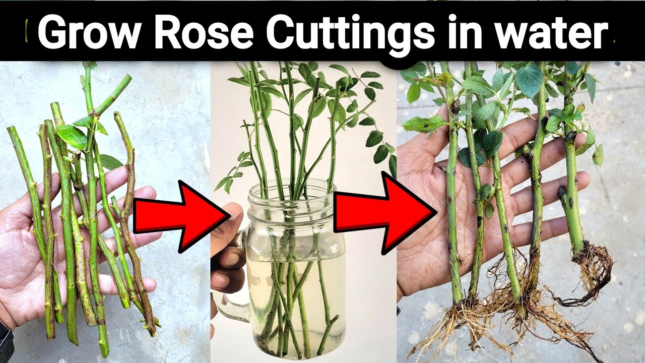 How to grow rose cuttings in water,  Hydroponic method to grow rose from cuttings