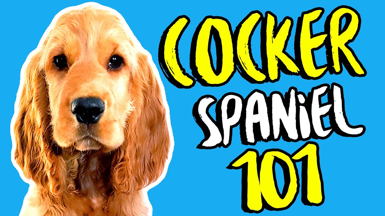 English Cocker Spaniel Puppy Update ! 🐶