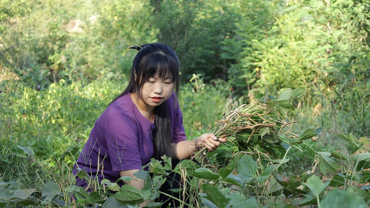 把自家地裏的紅豆收回家，做成孩子愛吃的香甜蒸糕，剛好趕上地裏的小青菜成熟，再炒上一盤青菜炒香菇【餘小鄉】
