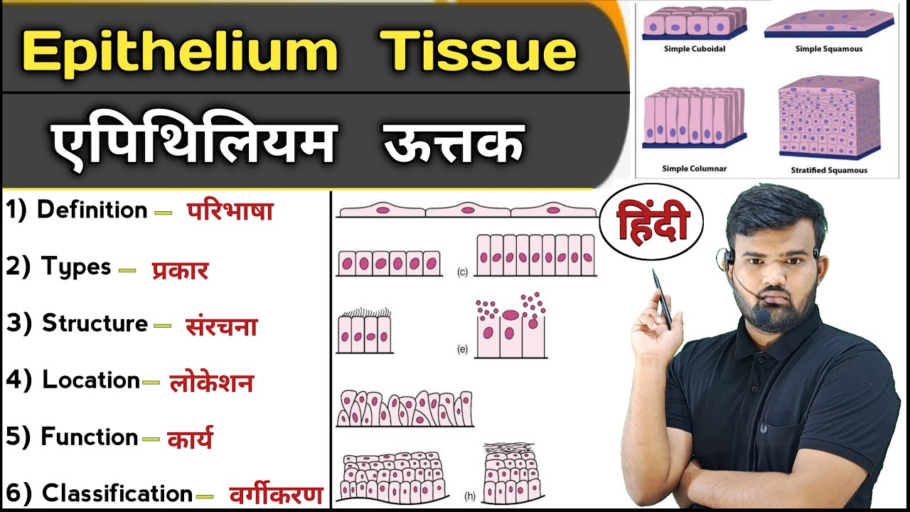 Epithelium Tissue in Hindi | Types of Epithelial Tissue | Function of Tissue | Anatomy | Physiology