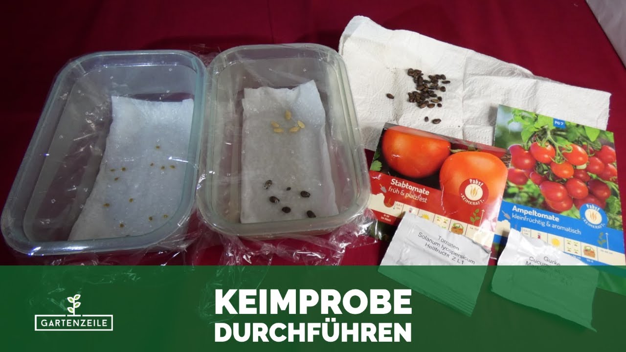 Keimprobe durchführen! So prüfst du altes Saatgut vor der Saat auf Keimfähigkeit!