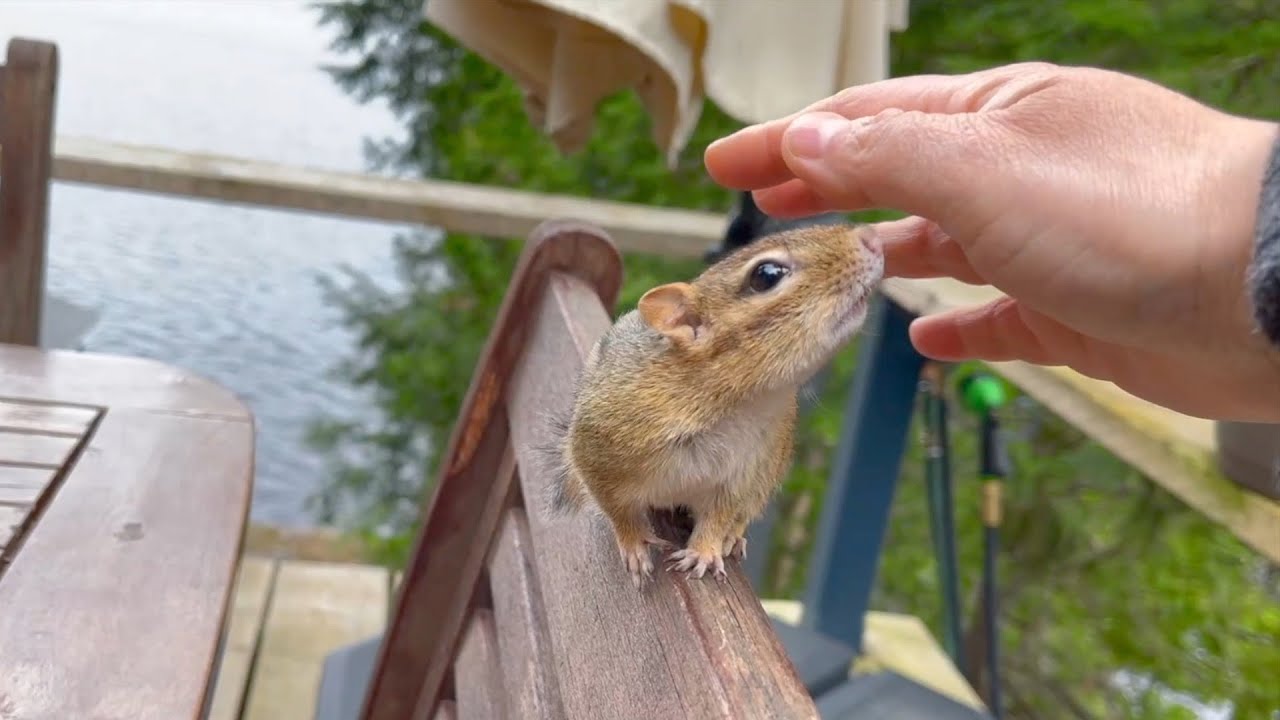 9개월만에 내 앞에 나타난 다람쥐 Seeing My Chipmunk Friend For The First Time In 9 Months