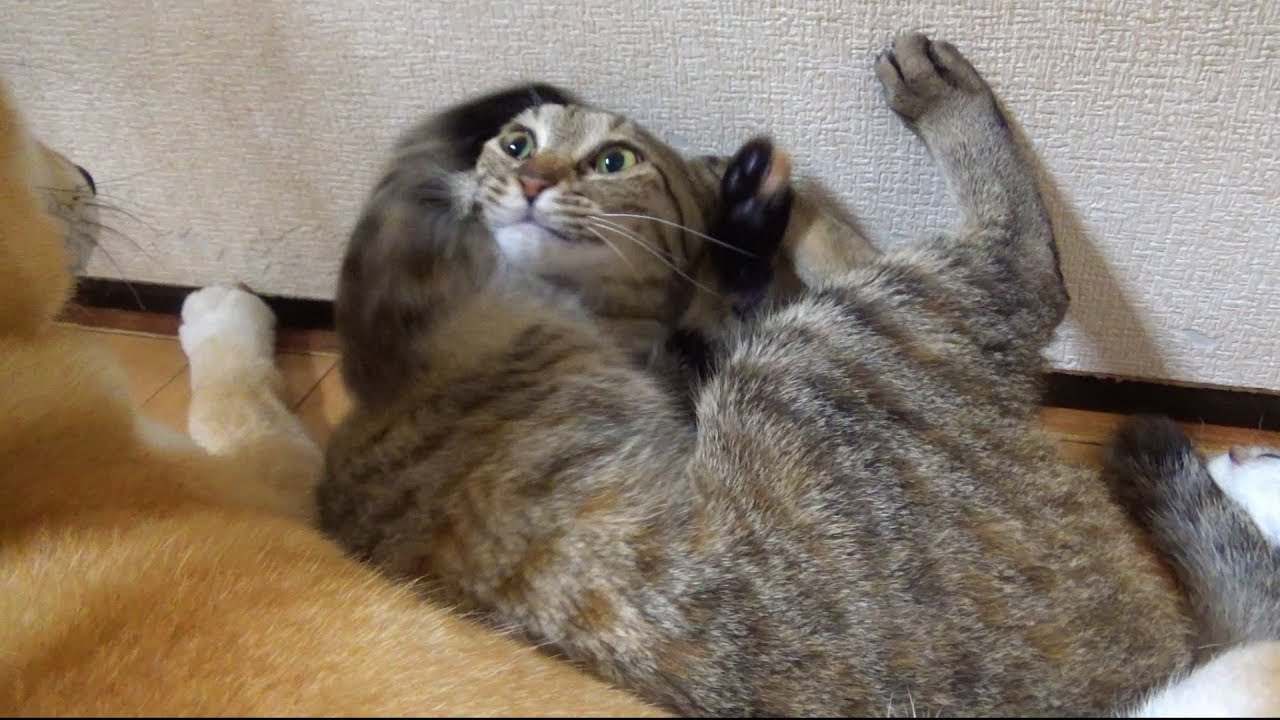 飼い主帰宅に柴犬と猫は大はしゃぎ！ I wait for dad to come home