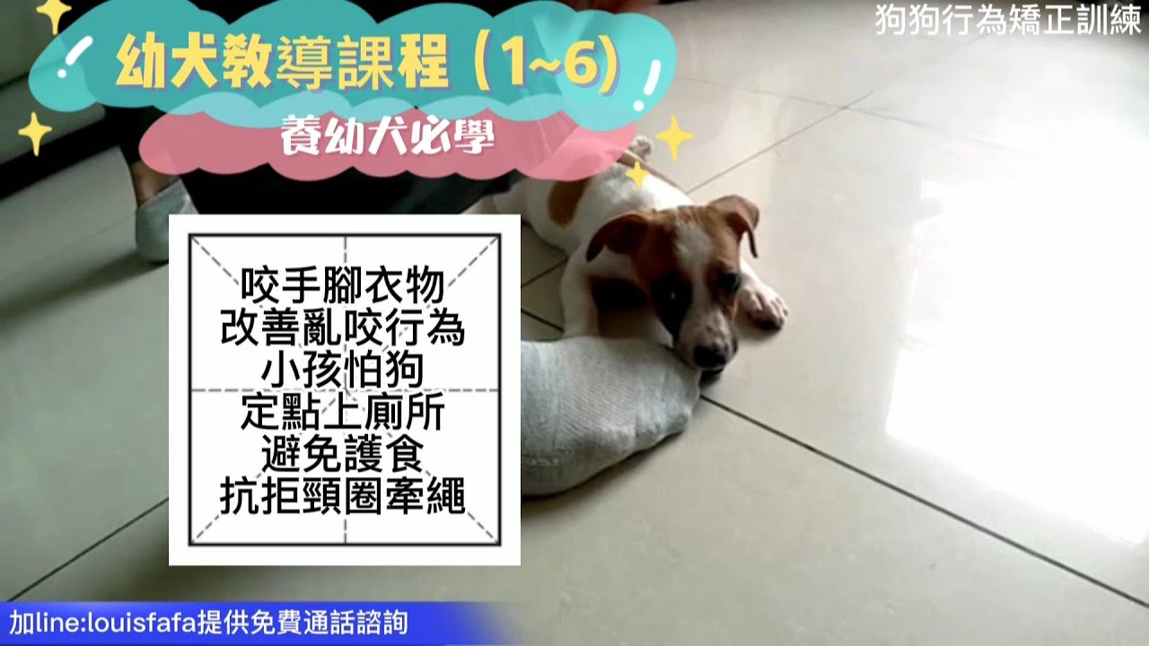 EP107幼犬教學系列（1~6傑克羅素娜娜全)養幼犬必學避免幼犬養成壞習慣.養幼犬常遇到的問題,透過實際案例教學,示範改善的方法-狗狗行為矯正訓練