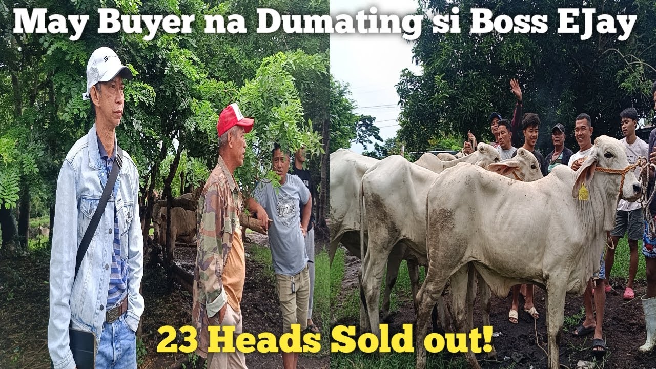 Mga Bakang tatak Boss EJay!