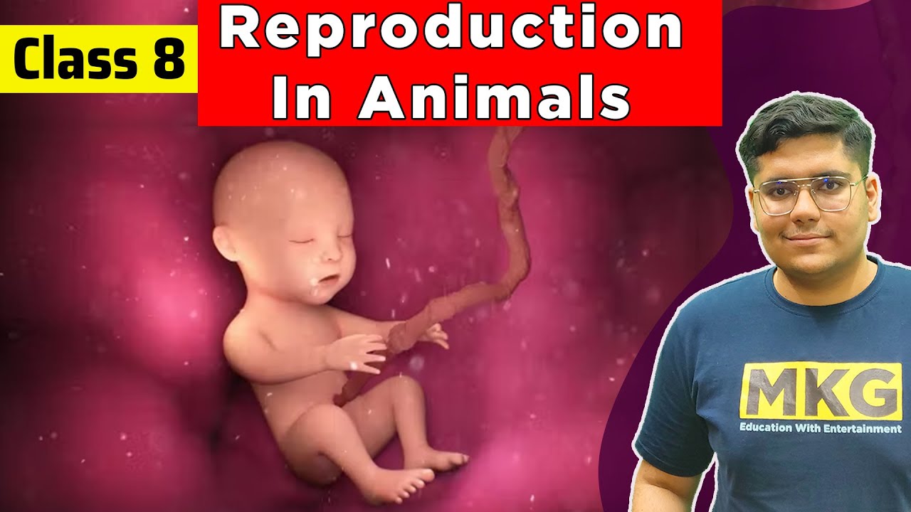 Reproduction in Animals | Class 8 Science Chapter 6 | Class 8 Science