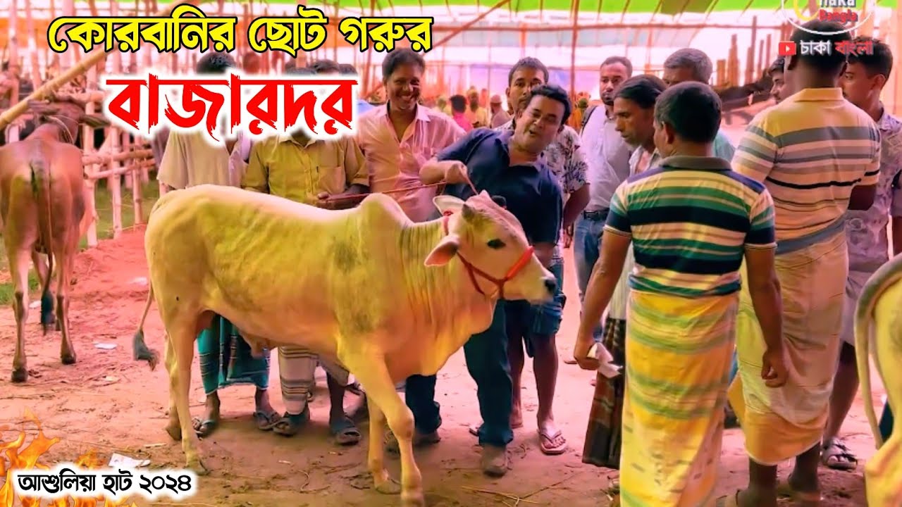 ৭০-৮০ ৯০ হাজারের কোরবানির গরু! আশুলিয়া গরুর হাট ২০২৪