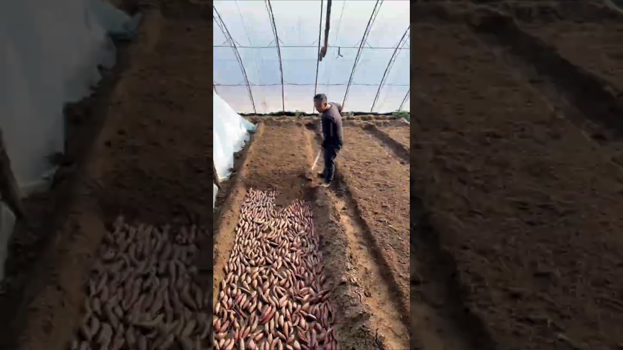 Why Farmers Bury Sweet Potatoes Before Planting Them! #shorts #plants #farming