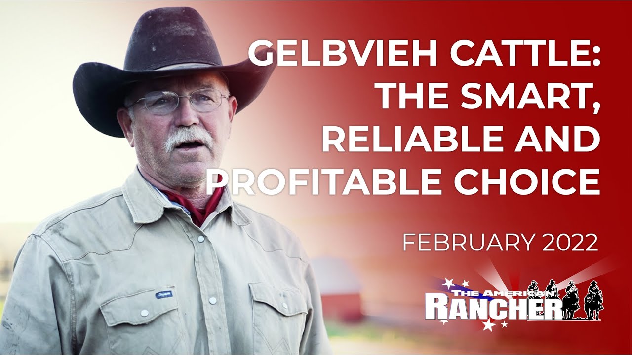 Gelbvieh Cattle: The Smart, Reliable and Profitable Choice | The American Rancher