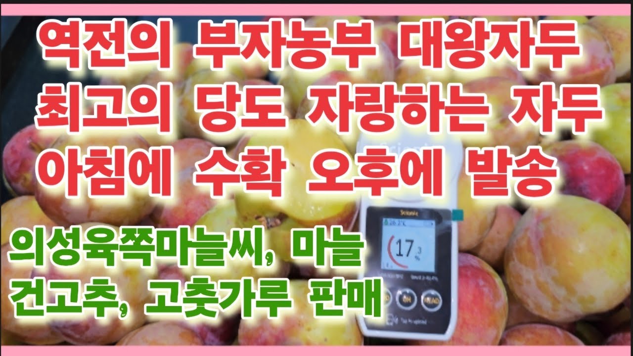 역전의 부자농부 출연 농가의 대왕자두 최고 당도 자랑하는 자두로 아침에 수확 후 오후에 발송/의성육쪽마늘, 건고추, 고춧가루 판매(주문전화 010.3016.7296)(농사의신)